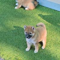 Shiba inu maschi & femmine