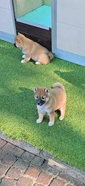 Shiba inu maschi & femmine