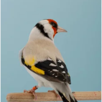 Cardellini Major mutazione Eumo e Agata e