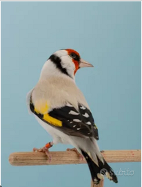 Cardellini Major mutazione Eumo e Agata e