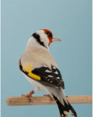Cardellini Major mutazione Eumo e Agata e