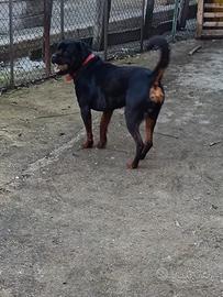 Cane rottweiler