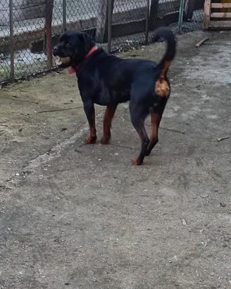 Cane rottweiler