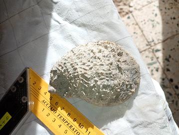 conchiglia marina fossilizzate 