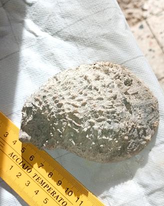 conchiglia marina fossilizzate 