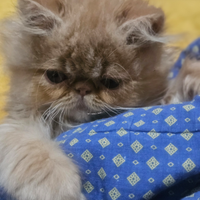 Gatto persiano ipertipico