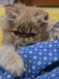 Gatto persiano ipertipico