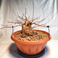 Pre Bonsai / Bonsai Olmo Pumila