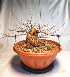 Pre Bonsai / Bonsai Olmo Pumila