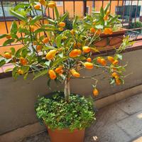 Piante in vasi di agrumi