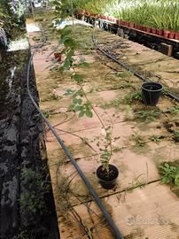 Piantine per siepi sempreverdi spedizione in tutta