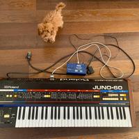 Roland JUNO 60 con Kenton pro DCB Midi mk3