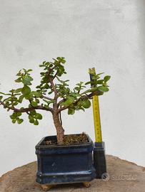 mini bonsai.     Shonjn