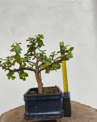 mini bonsai.     Shonjn
