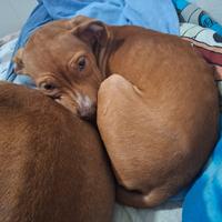 American pitbull terrier