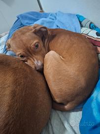 American pitbull terrier