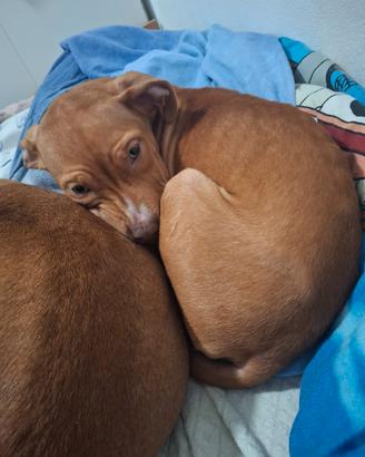 American pitbull terrier