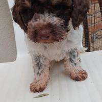 Lagotto cucciolo. Cane da tartufo