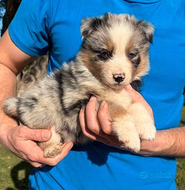 Cuccioli maschi di pastore australiano