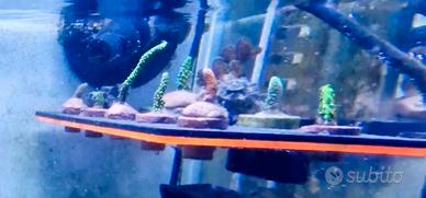 Coralli acquario marino