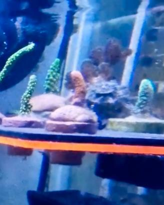 Coralli acquario marino
