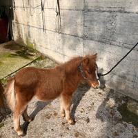 Miny pony maschio