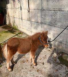 Miny pony maschio