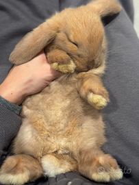 Coniglietti mini lop
