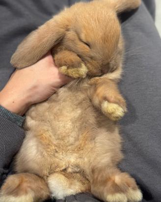 Coniglietti mini lop