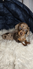 Bassotto cioccolato/arlecchino