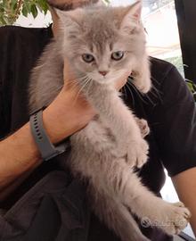 Cuccioli gatto british