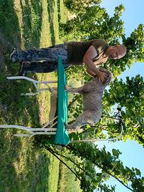 Lagotto per monte