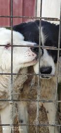 Border collie mix pastore maremmano in adozione