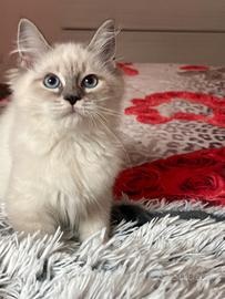 Cuccioli gatto siberiano ipoallergenico su 
