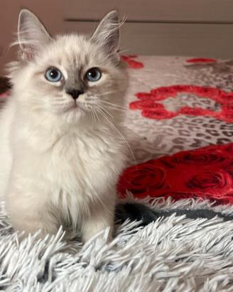 Cuccioli gatto siberiano ipoallergenico su 