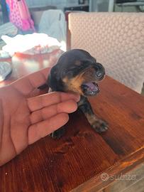 cuccioli di bassotti