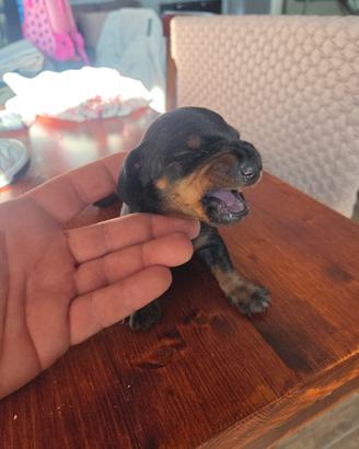 cuccioli di bassotti