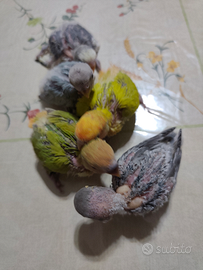 Inseparabile allevate a mano