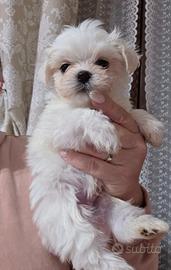 Cane maltese