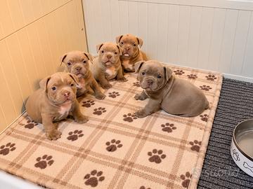 American Bully micro exotic