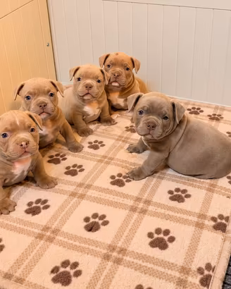 American Bully micro exotic