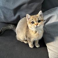 Gattina Scottish Straight