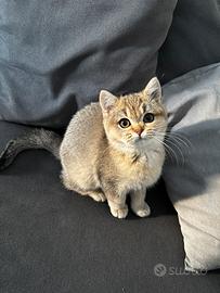 Gattina Scottish Straight