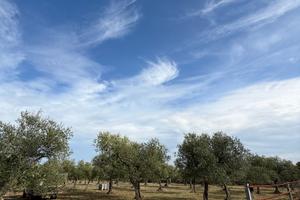 Uliveto curato