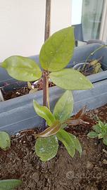 Talea di Hoya carnosa rosa