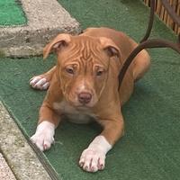 Stupende cucciole di Pitbull UKC con Pedigree