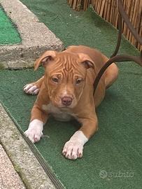 Stupende cucciole di Pitbull UKC con Pedigree