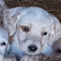 Cuccioli Setter Inglese