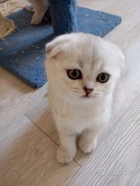 Cucciola di scottish fold