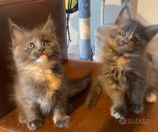 Cuccioli di Maine Coon